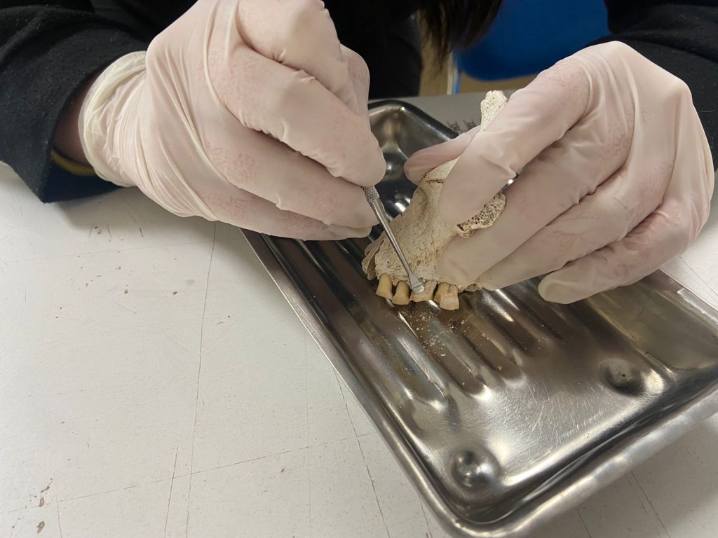 Investigación UdeC que evidencia consumo de tabaco más antiguo de Sudamérica se publica en Journal of Archaeological Science