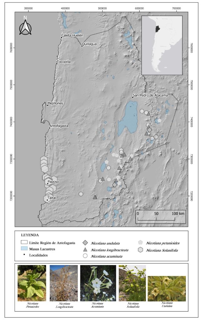 Investigación UdeC que evidencia consumo de tabaco más antiguo de Sudamérica se publica en Journal of Archaeological Science-3
